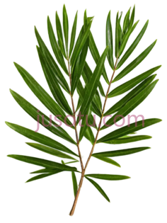 树叶,自然,绿色PNG