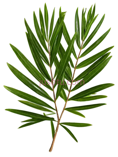 树叶,自然,绿色, PNG