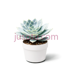 多肉植物,花盆PNG