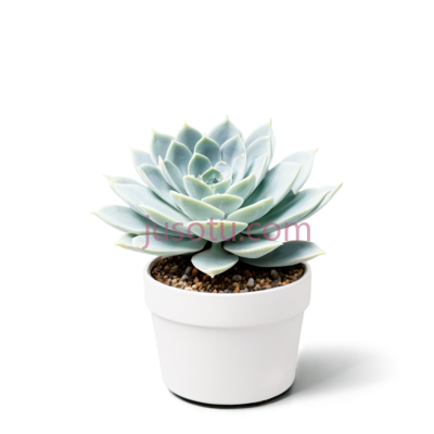 多肉植物,花盆, PNG