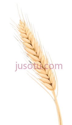 米黄色麦穗PNG