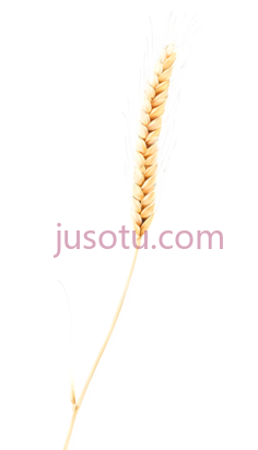 小麦穗PNG