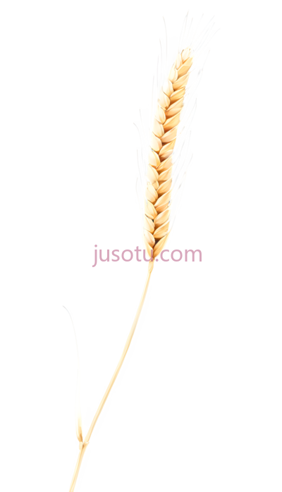 小麦穗, PNG