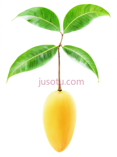 芒果叶, PNG