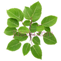 杨树树枝PNG