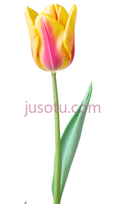 郁金香花瓣PNG