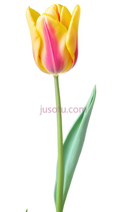 郁金香花瓣, PNG
