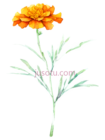 水彩画,万寿菊,橙黄色, PNG