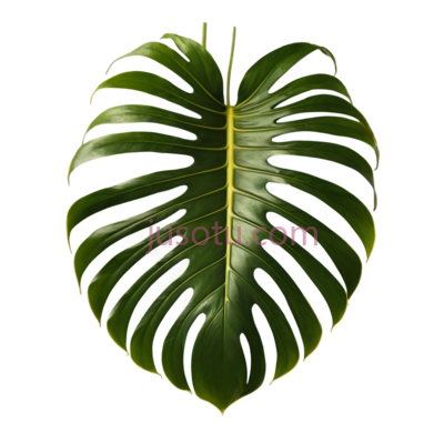 龟背竹叶, PNG