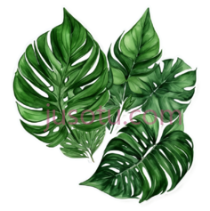 植物叶片, PNG