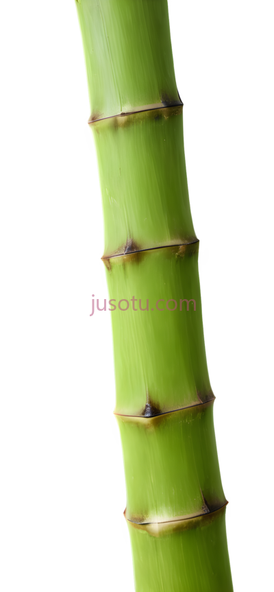 竹笋, PNG
