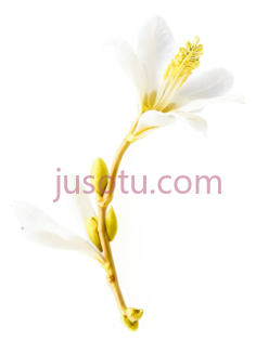 腊梅,花朵PNG