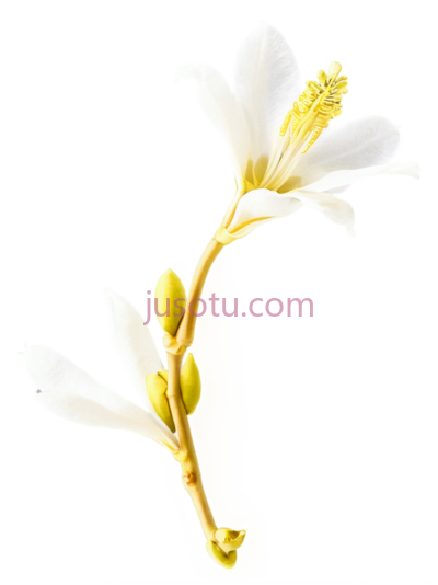 腊梅,花朵, PNG