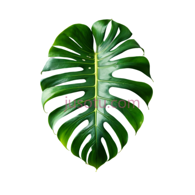龟背竹叶, PNG