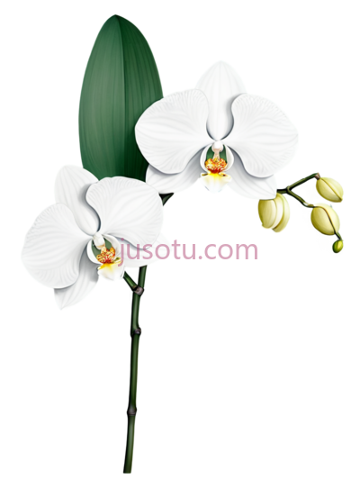 兰花,长叶, PNG