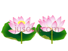 夏季,荷花PNG