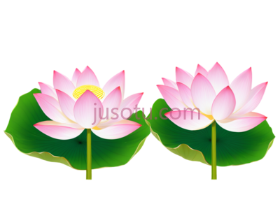 夏季,荷花, PNG