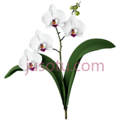 兰花,长叶PNG