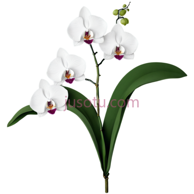 兰花,长叶, PNG