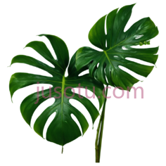 绿色,自然,绿萝植物PNG