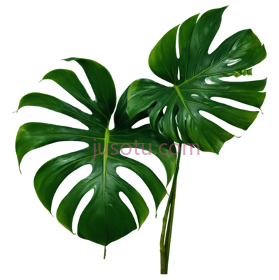 绿色,自然,绿萝植物, PNG
