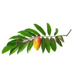 芒果叶PNG