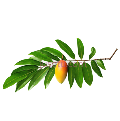 芒果叶, PNG