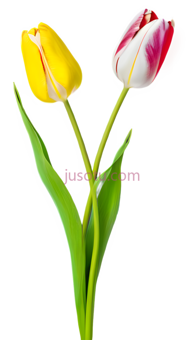 抽象,郁金香花瓣, PNG