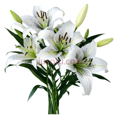百合花,自然,白色, PNG