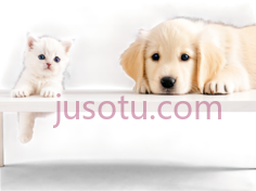 小猫,小狗,可爱,白色PNG