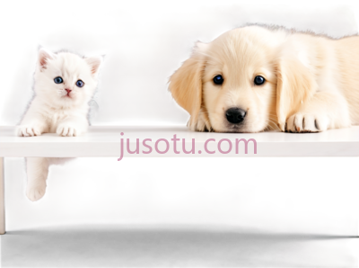 小猫,小狗,可爱,白色, PNG