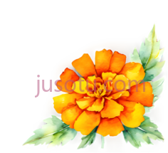 水彩画,金盏花,鲜艳,叶子,万寿菊PNG