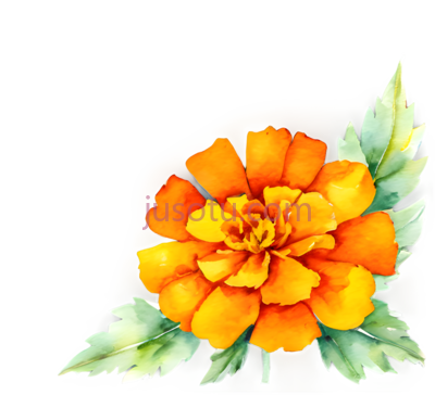 水彩画,金盏花,鲜艳,叶子,万寿菊, PNG