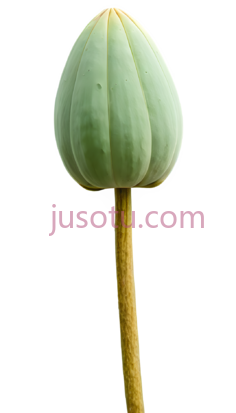 莲蓬籽PNG