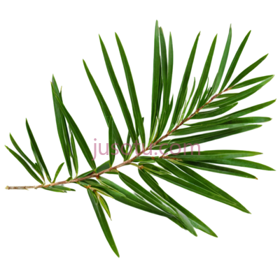 松树枝叶,自然,绿色, PNG