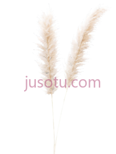 米色,蒲苇PNG