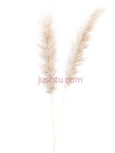 米色,蒲苇, PNG