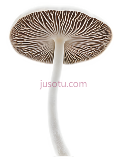 蘑菇,白色,棕色, PNG