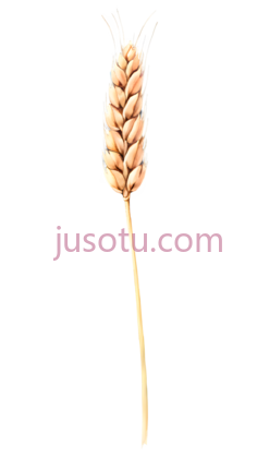 小麦穗PNG
