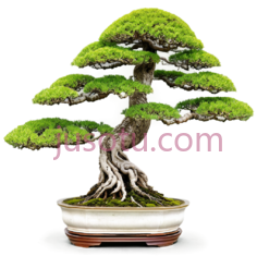 盆景树,繁茂绿色树冠,扭曲枝干,棕色树干,陶瓷花盆PNG