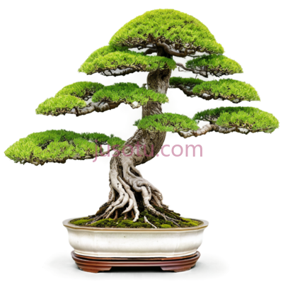 盆景树,繁茂绿色树冠,扭曲枝干,棕色树干,陶瓷花盆, PNG