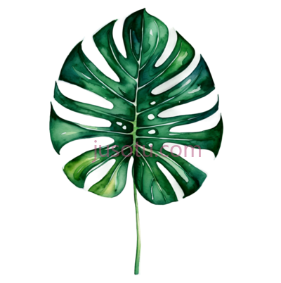 龟背竹叶, PNG