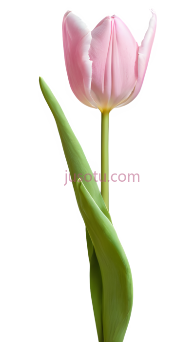 粉色郁金香, PNG