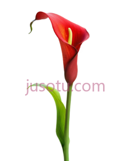 红马蹄莲,花 PNG