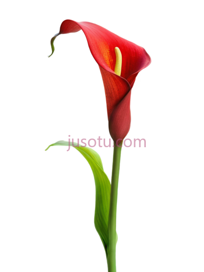 红马蹄莲, PNG
