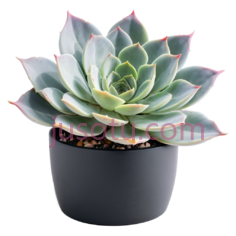 多肉植物,花盆PNG