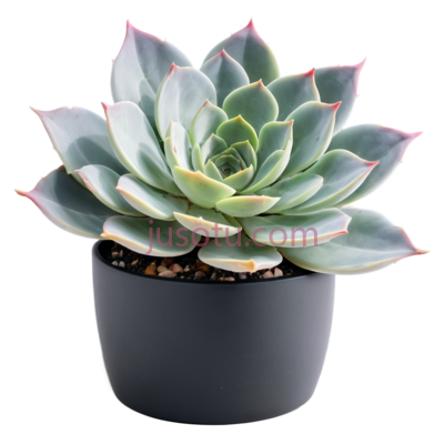 多肉植物,花盆, PNG