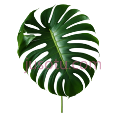 龟背竹叶PNG