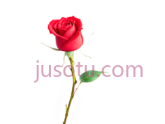 红玫瑰,花茎PNG