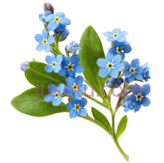 勿忘草,蓝色PNG
